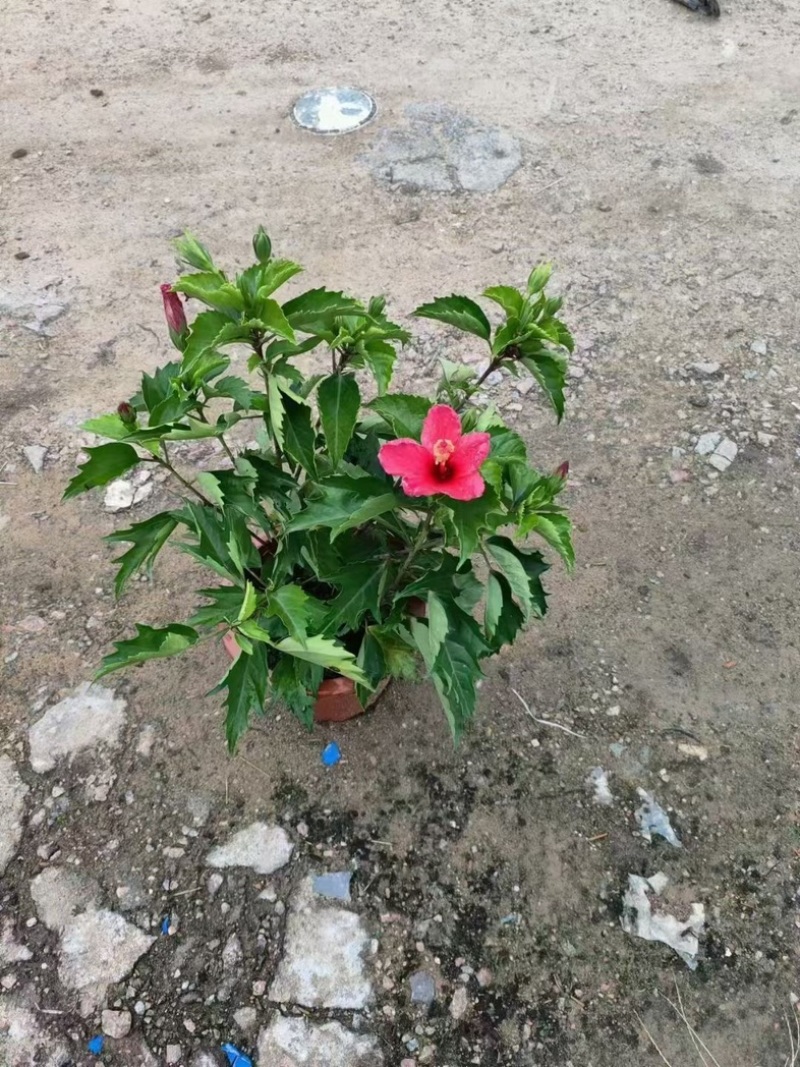 进口大红花黄花龙船花红花龙船花基地直发规格齐全