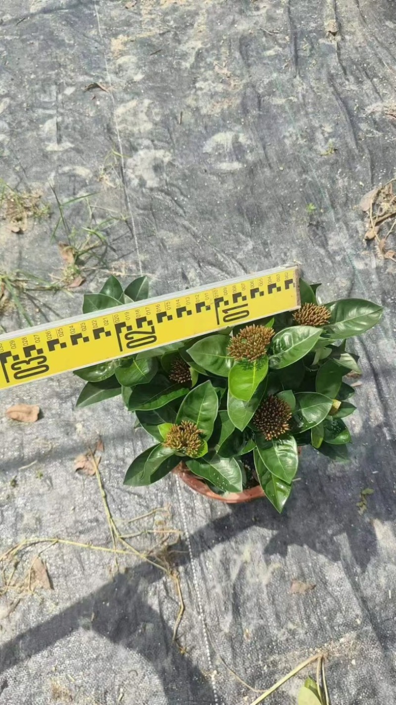 进口大红花黄花龙船花红花龙船花基地直发规格齐全