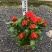 进口大红花黄花龙船花红花龙船花基地直发规格齐全