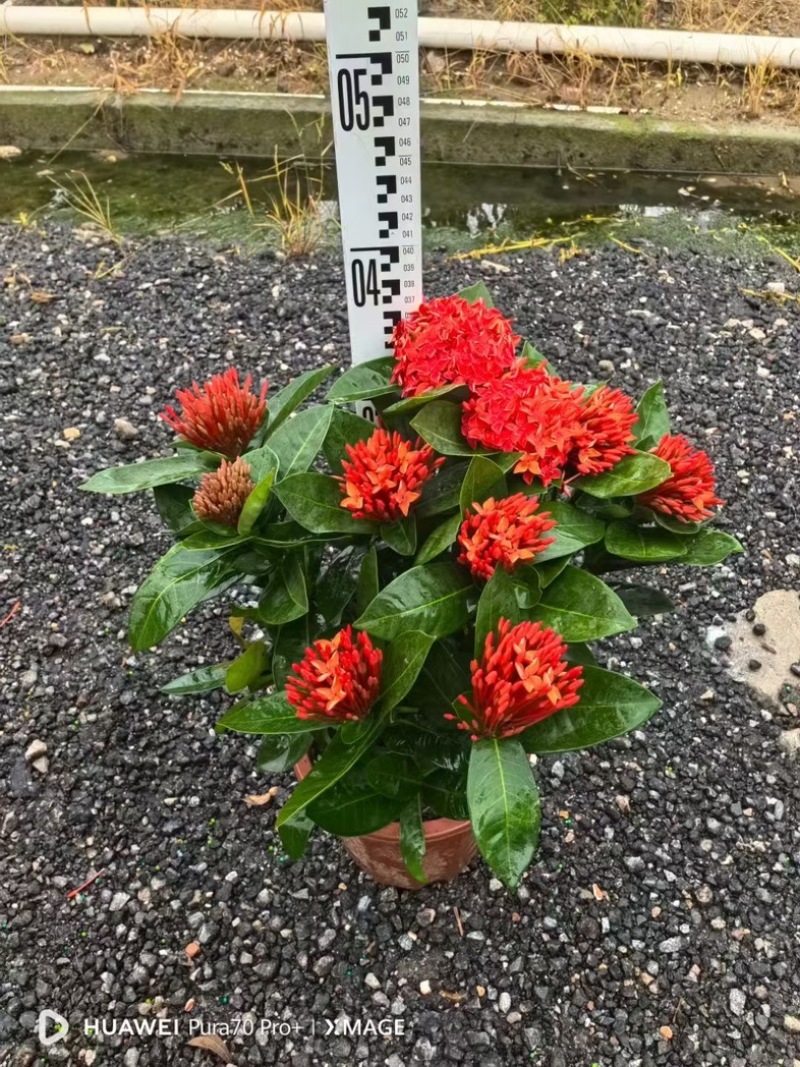 进口大红花黄花龙船花红花龙船花基地直发规格齐全