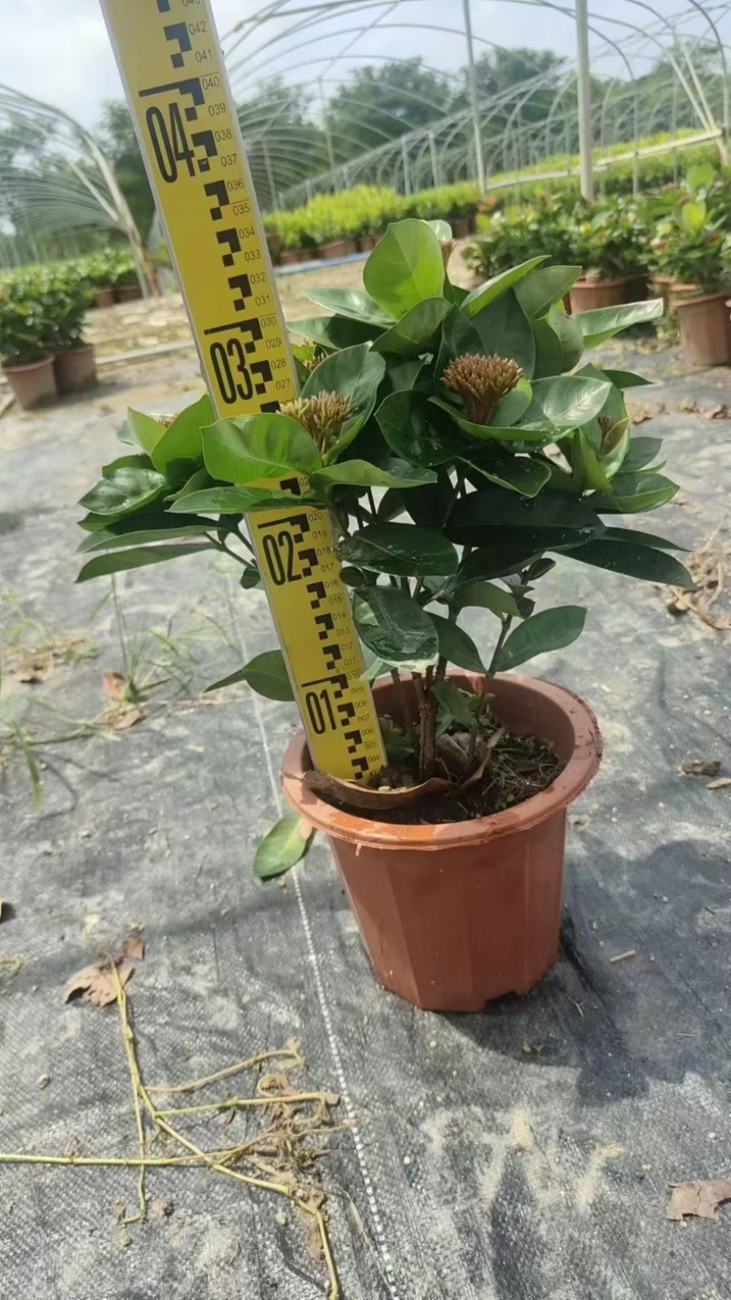 进口大红花黄花龙船花红花龙船花基地直发规格齐全