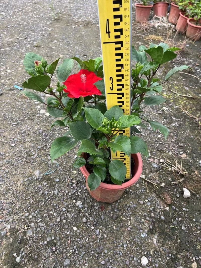 进口大红花黄花龙船花红花龙船花基地直发规格齐全