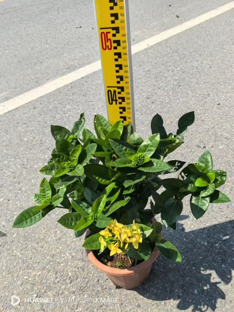 进口大红花黄花龙船花红花龙船花基地直发规格齐全
