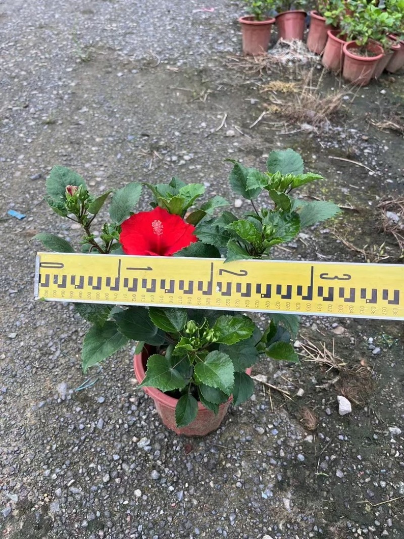 进口大红花黄花龙船花红花龙船花基地直发规格齐全