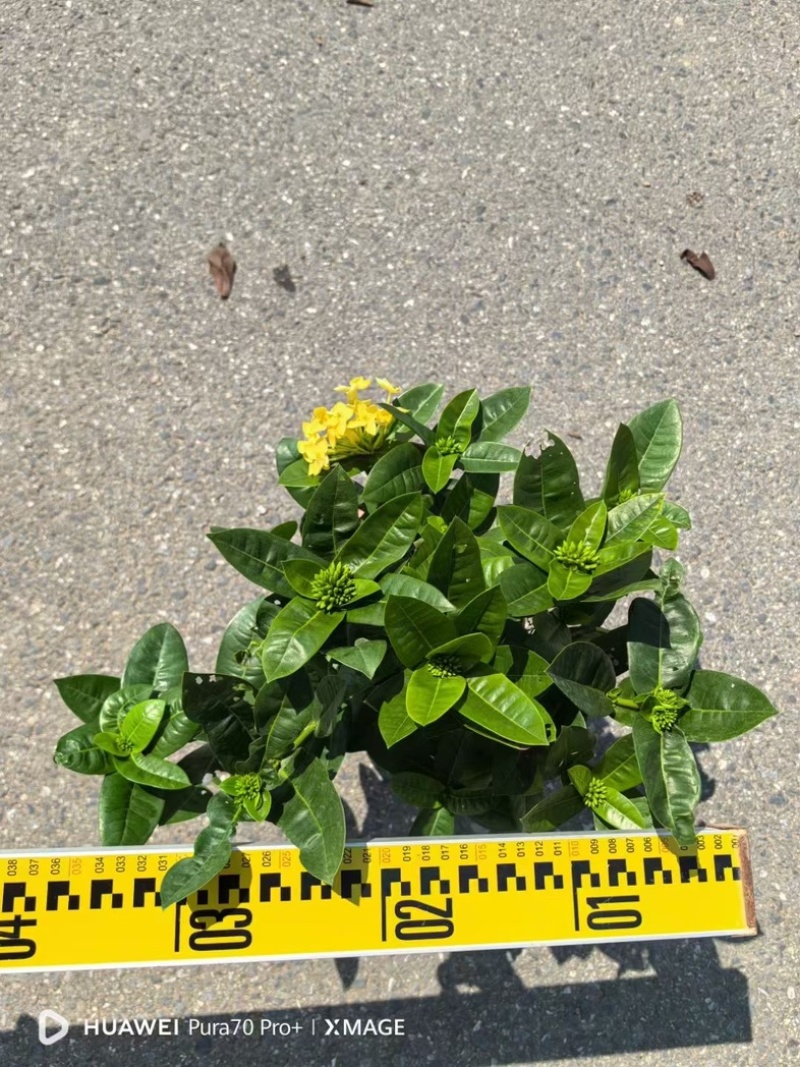 进口大红花黄花龙船花红花龙船花基地直发规格齐全
