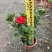 进口大红花黄花龙船花红花龙船花基地直发规格齐全