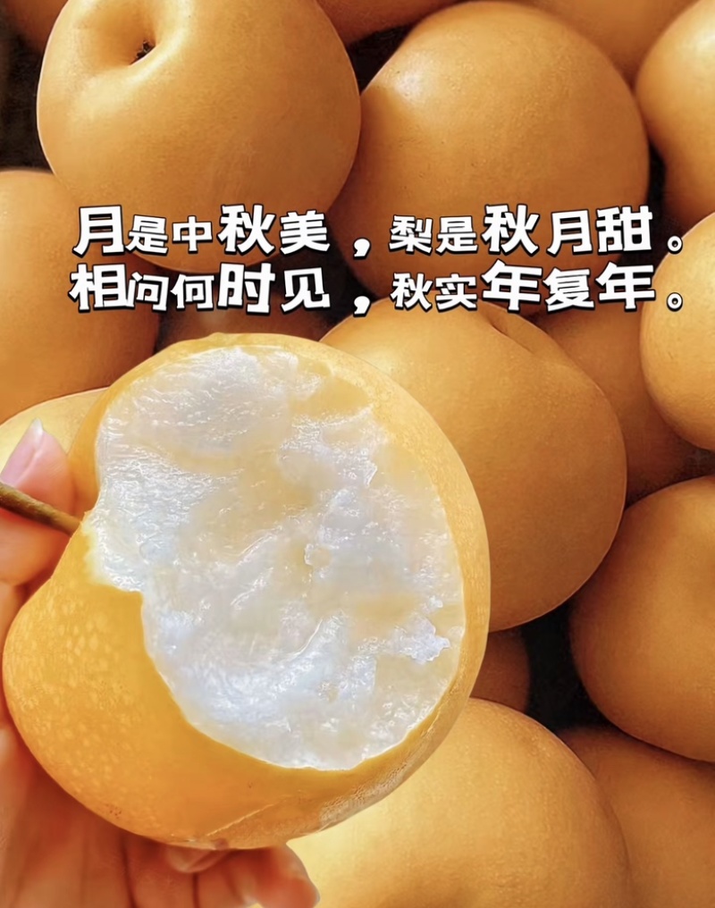 秋月梨甜度高，口感好，价格低，发往全国各地。