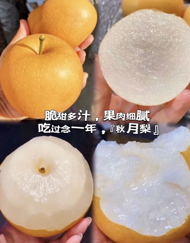 秋月梨甜度高，口感好，价格低，发往全国各地。