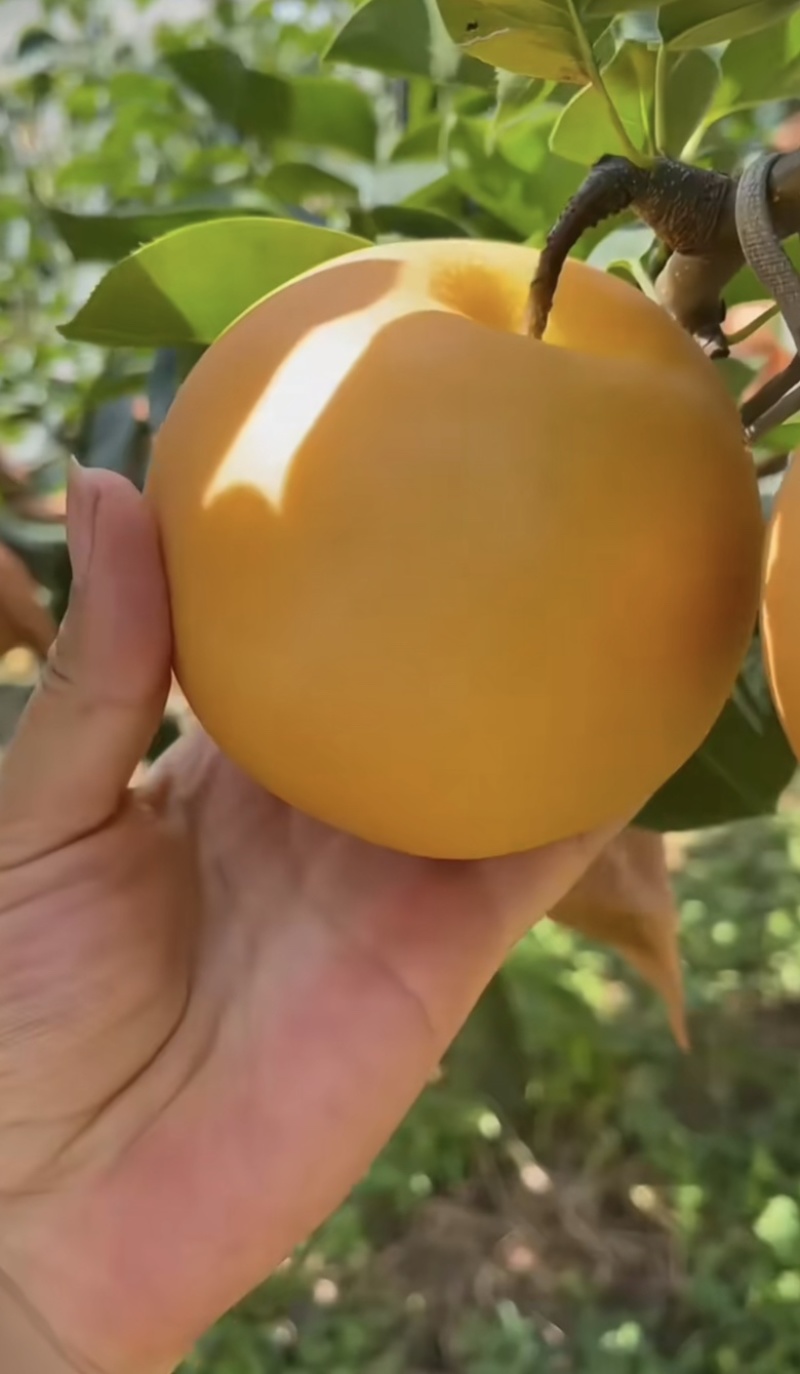 秋月梨甜度高，口感好，价格低，发往全国各地。