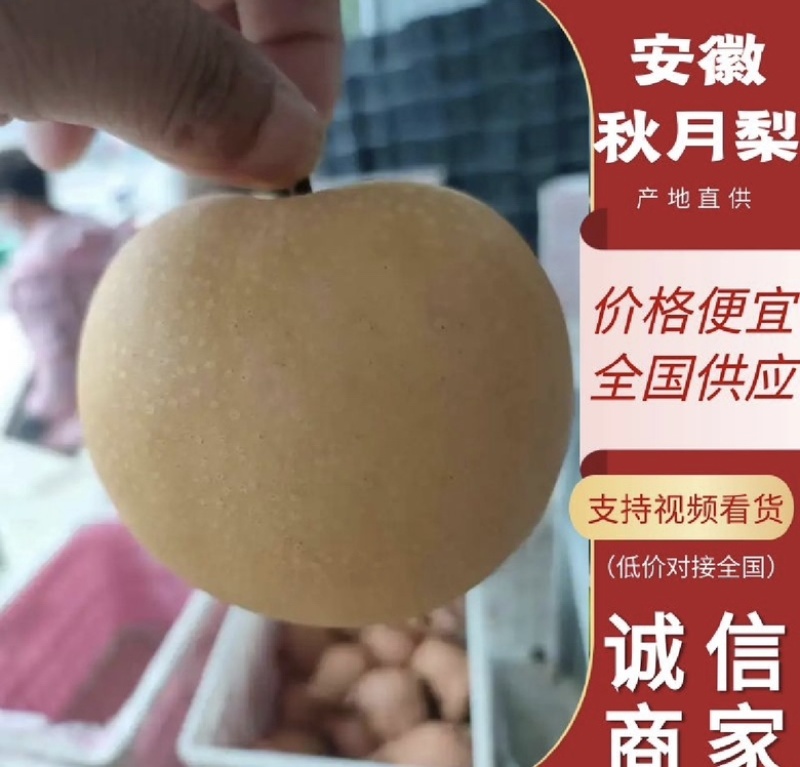 秋月梨甜度高，口感好，价格低，发往全国各地。