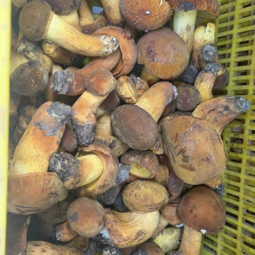 黄牛肝菌冻货小菇开片均有