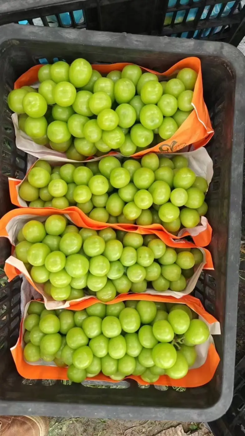 砀山阳光玫瑰精品葡萄颗粒大果肉甜对接商超电商市场