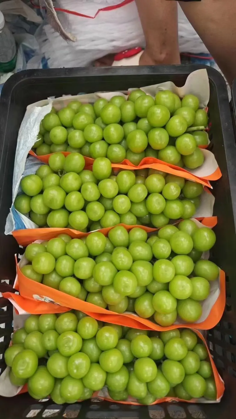 砀山阳光玫瑰精品葡萄颗粒大果肉甜对接商超电商市场