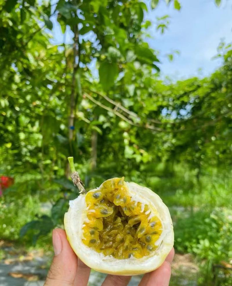 榕江高山黄金百香果