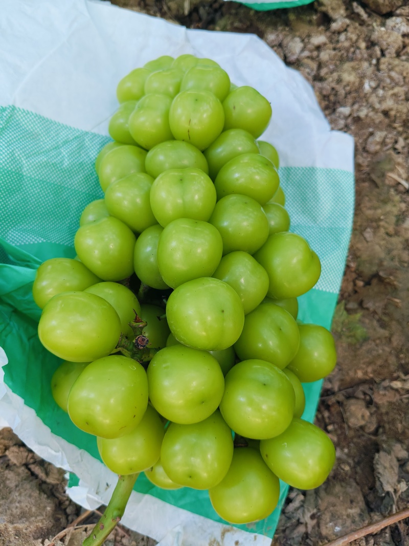 山东精品阳光玫瑰！皮薄多汁甜葡萄。货源充足稳定，质量优良