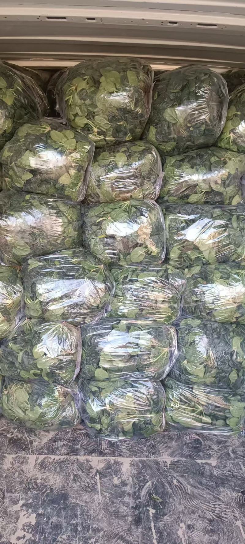热销圆叶地趴菠菜！产地直发！保质保量！电联视频！欢迎砸单