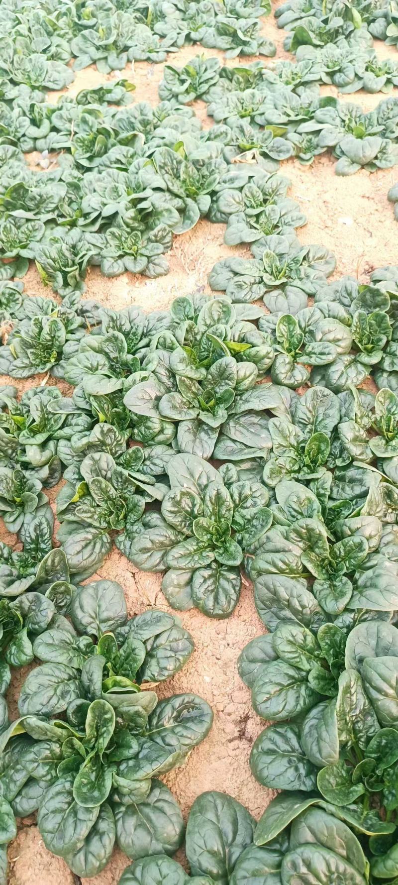 热销圆叶地趴菠菜！产地直发！保质保量！电联视频！欢迎砸单