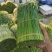 广西柳州韭苔货源充足量大从优品质保证欢迎联系