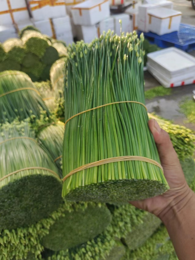 广西柳州韭苔货源充足量大从优品质保证欢迎联系