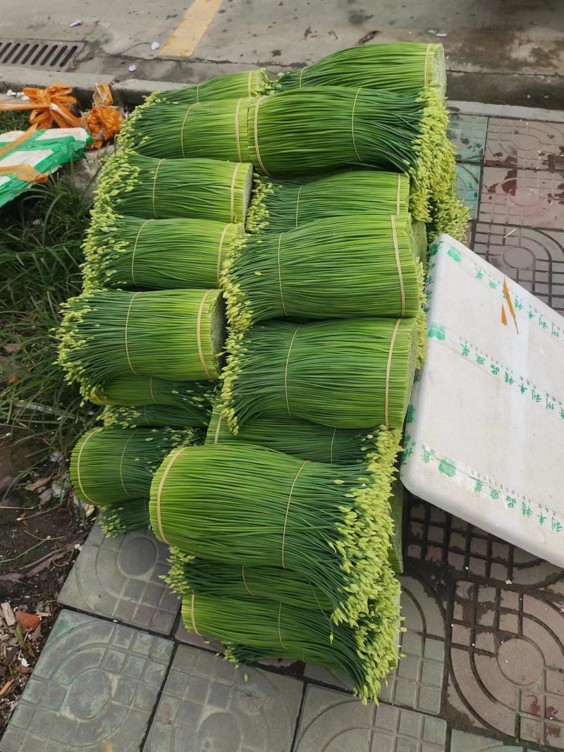 广西柳州韭苔货源充足量大从优品质保证欢迎联系
