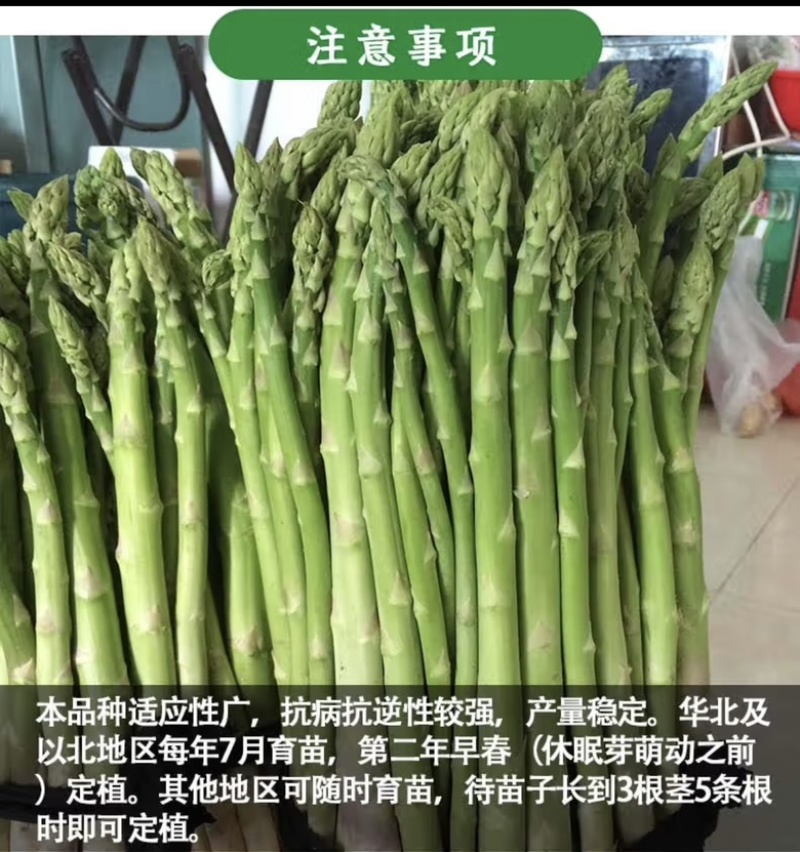 京绿3号F1芦笋种子商品性好品质优