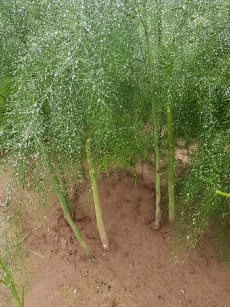 京绿3号F1芦笋种子商品性好品质优