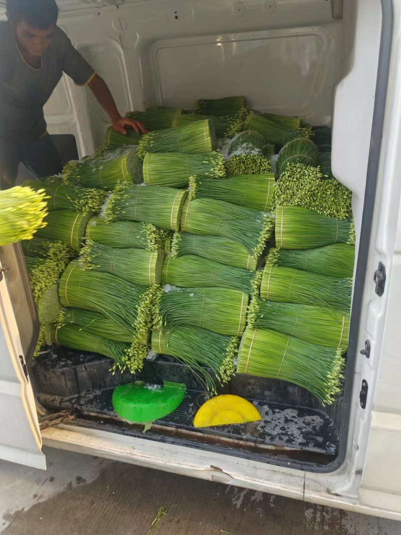 广西精品韭苔产地一手货源品质保证量大从优全国发货