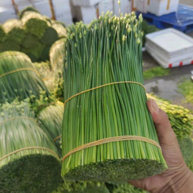 广西精品韭苔产地一手货源品质保证量大从优全国发货