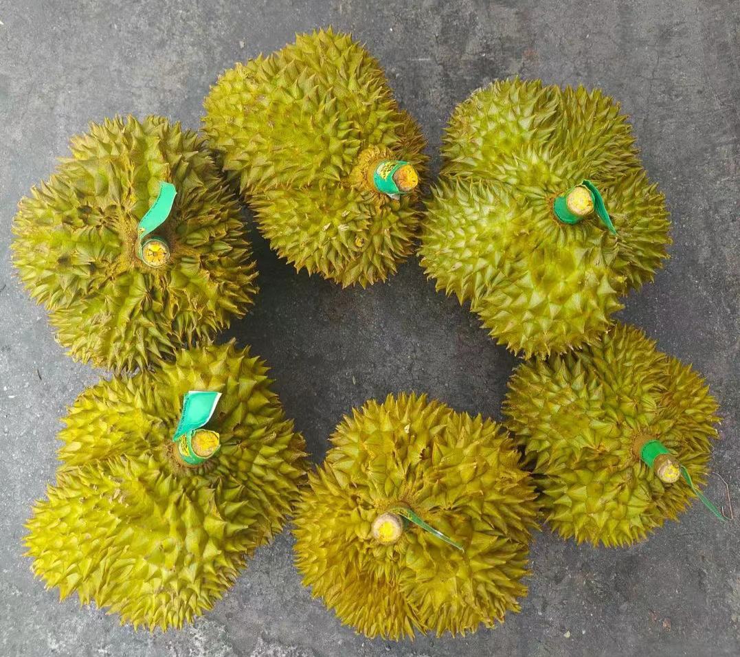 一名女性在家中享用新鲜金枕榴莲,表情愉悦,展示其作为日常健康零食的实际食用场景 一位女性手持勺子正在品尝金黄色的金枕榴莲果肉,桌上摆放着整颗打开的榴莲和几瓣果肉,背景温馨居家