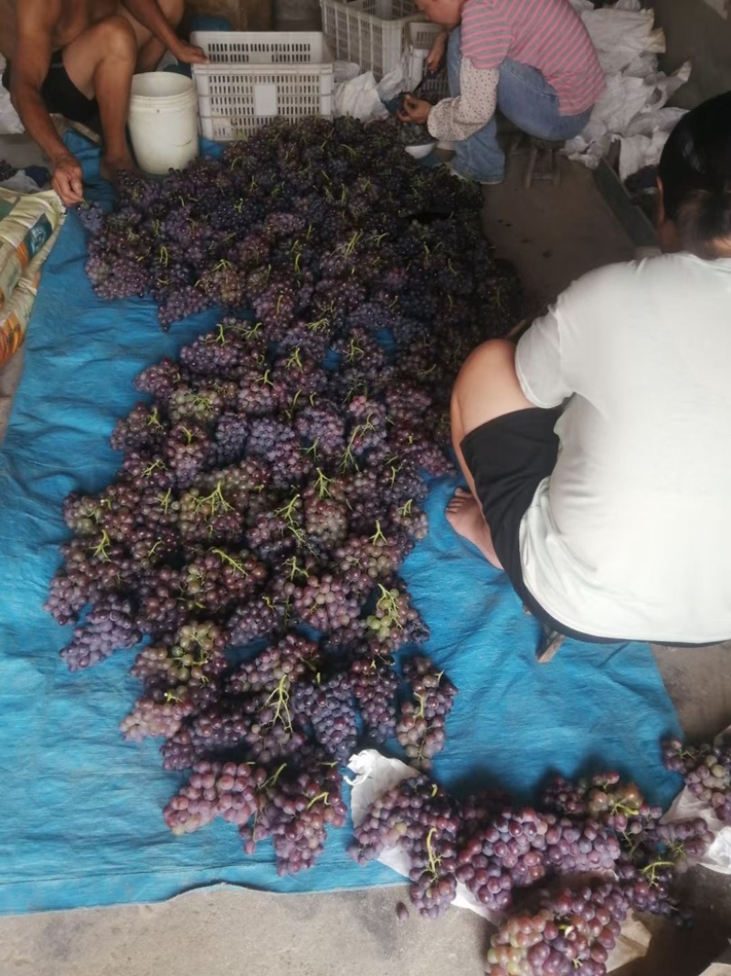 正宗大泽山玫瑰香葡萄上市