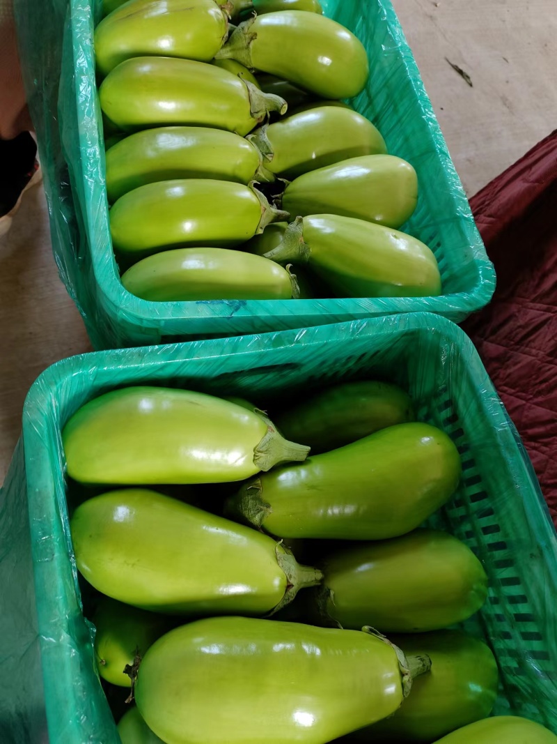 优选青茄河南青茄子大量现货对接全国各大市场