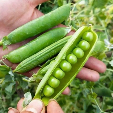 碧玉豌豆种子早熟生长势强抗病商品性好春秋蔓生甜豌豆种籽