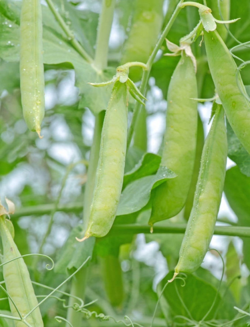 碧玉豌豆种子早熟生长势强抗病商品性好春秋蔓生甜豌豆种籽