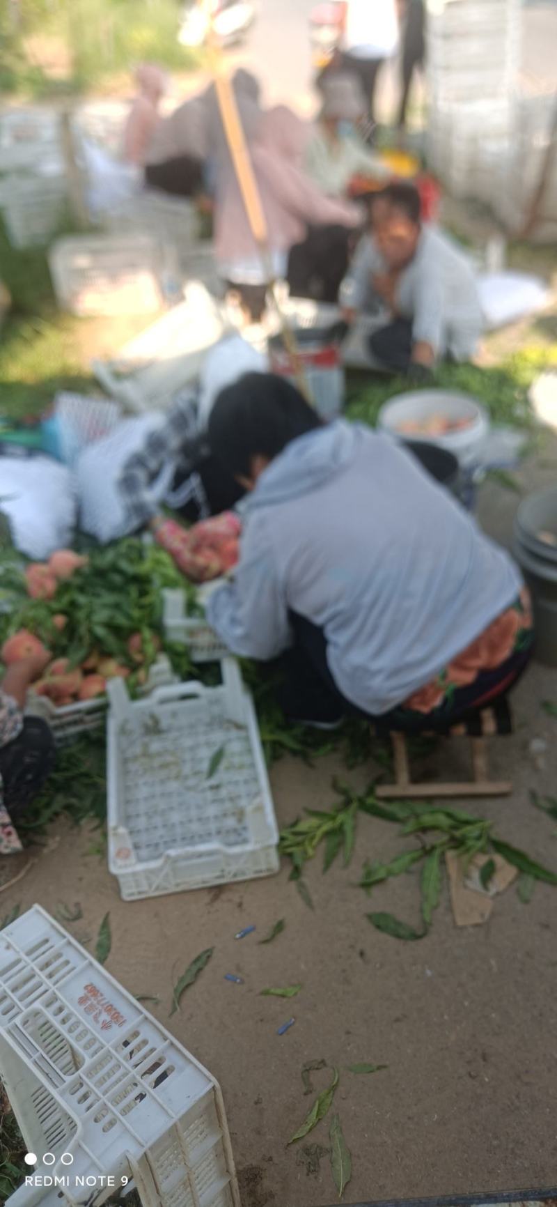 桃