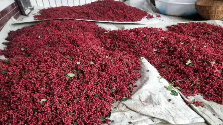 图片说明:四种主流花椒品种实物对比图,左侧为大红袍花椒,深红色、果皮厚实;中间偏左为汉源花椒,颗粒均匀、油腺点密集;中间偏右为九叶青花椒,青绿色、果粒紧凑;右侧为秦安1号,红褐色、大小适中。背景为典型产区梯田地貌,配有标尺显示单粒直径约4-5mm 花椒主要品种对比图