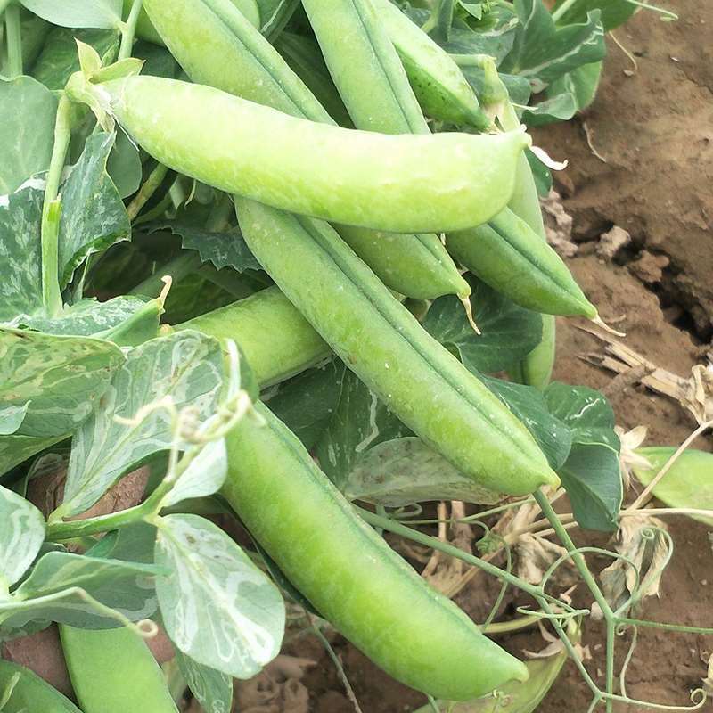 瑞宝长寿仁豌豆种子甜脆青碗豆绿荚大青豆种籽农家秋冬季蔬菜