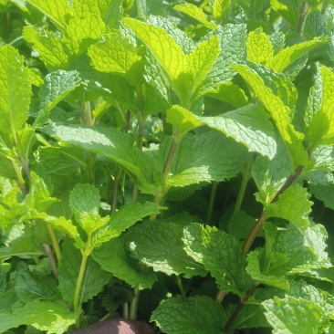 老裴食用薄荷种植基地