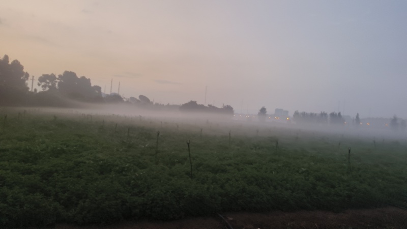 老裴食用薄荷种植基地