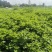 老裴食用薄荷种植基地
