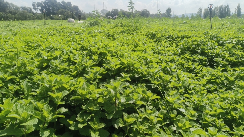 老裴食用薄荷种植基地