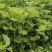老裴食用薄荷种植基地