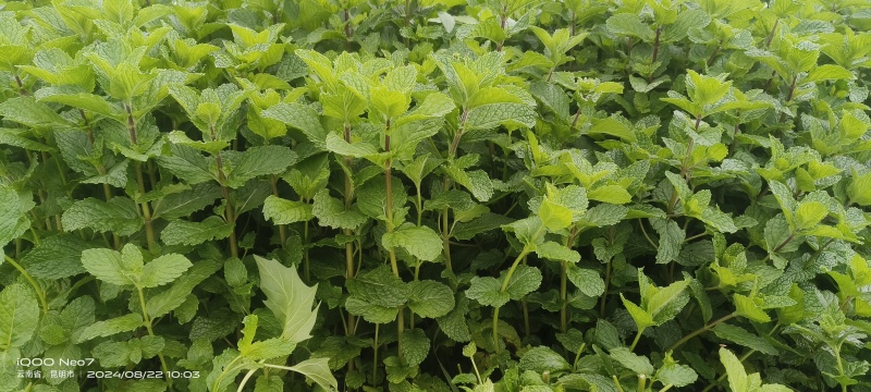 老裴食用薄荷种植基地