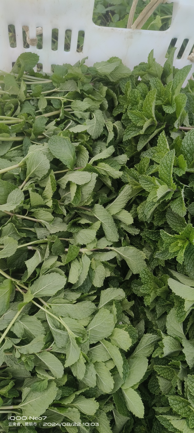 老裴食用薄荷种植基地