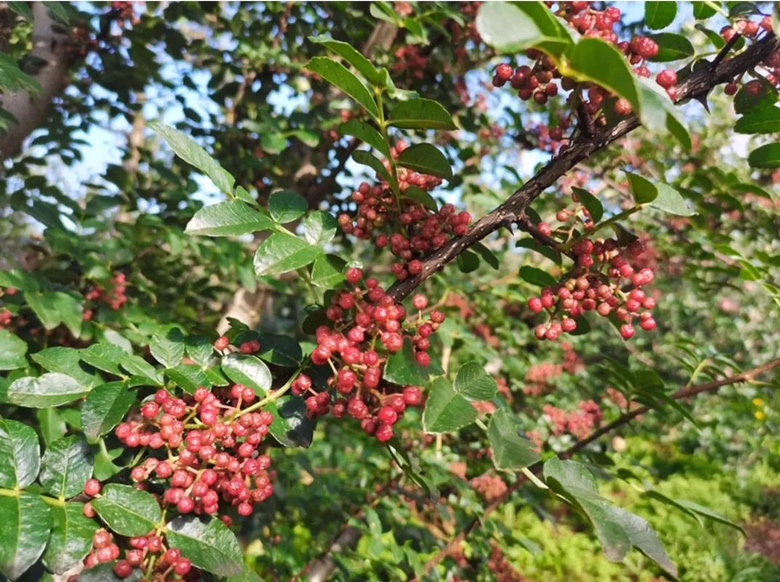 展示多个成熟的朝天椒果实,颜色鲜艳,表面光滑 朝天椒特写