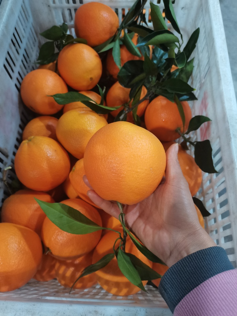 湖北爱媛38果冻橙皮薄多汁口感甜，水份充足供应电商团购