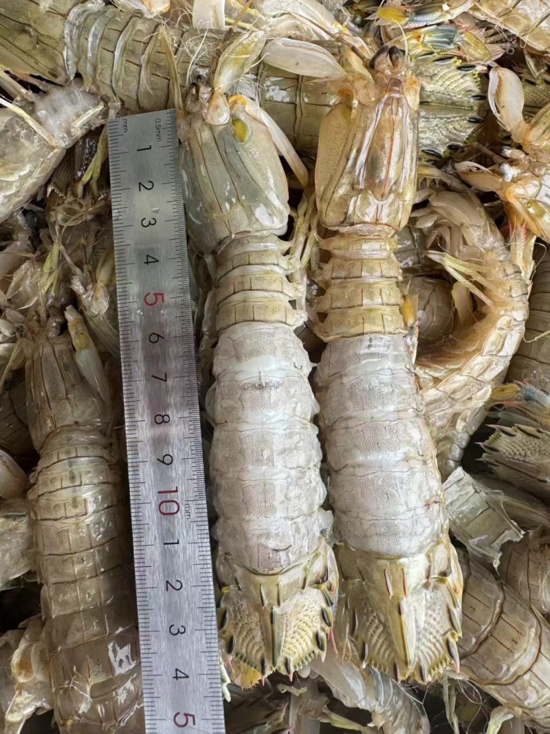 虾爬肉，皮皮虾肉，爬虾肉，虾爬肉生冻虾爬肉，熟冻皮皮虾肉