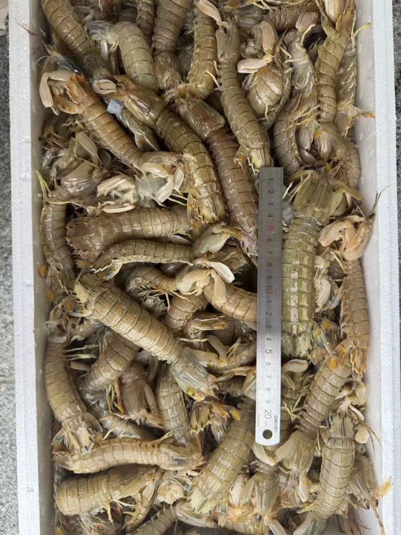 虾爬肉，皮皮虾肉，爬虾肉，虾爬肉生冻虾爬肉，熟冻皮皮虾肉
