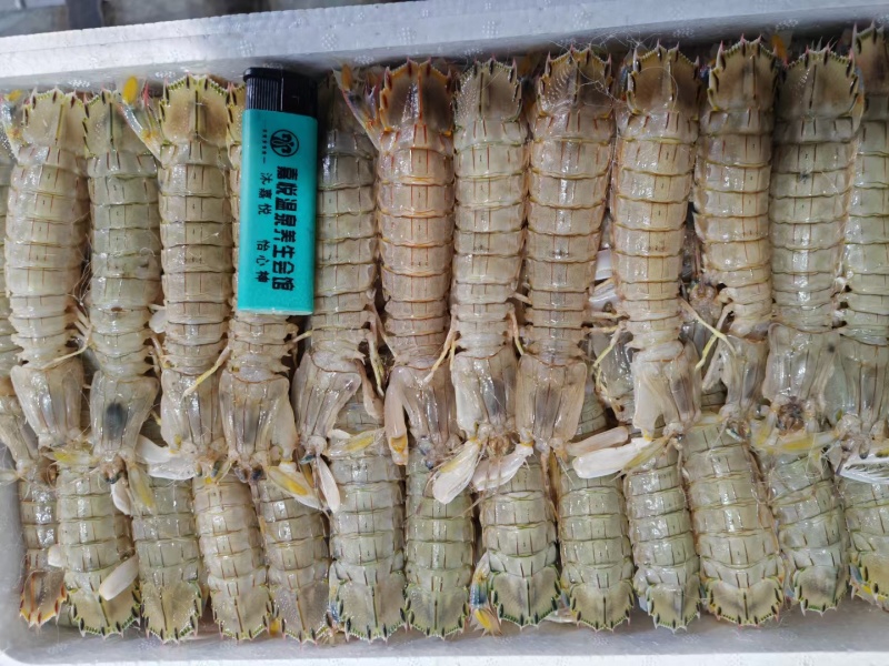虾爬肉，皮皮虾肉，爬虾肉，虾爬肉生冻虾爬肉，熟冻皮皮虾肉
