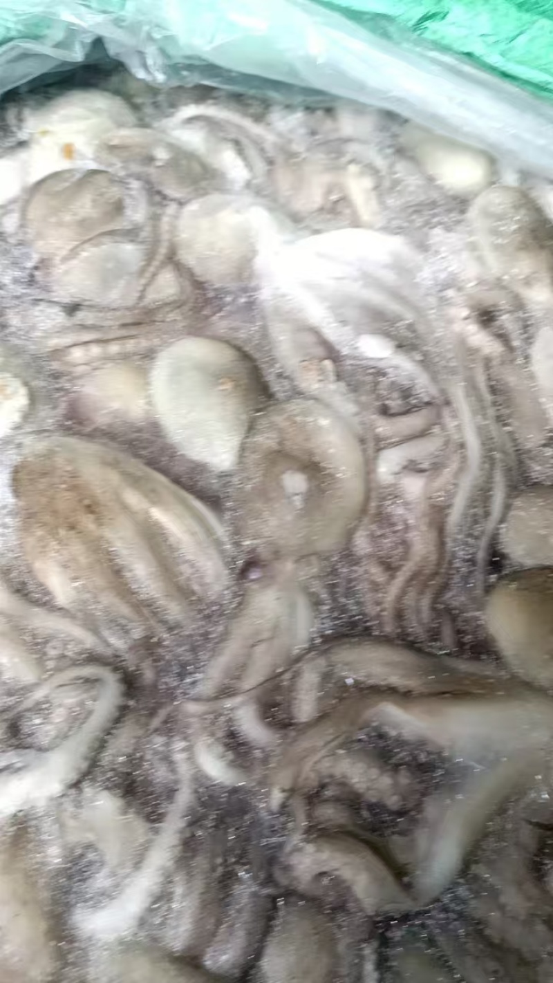 长腿八爪鱼长腿章鱼长腿八爪鱼长腿八爪