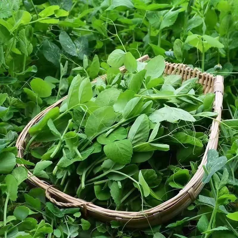 龙盛青山绿水606豌豆苗种子口感好优质高产耐寒秋冬播豌豆